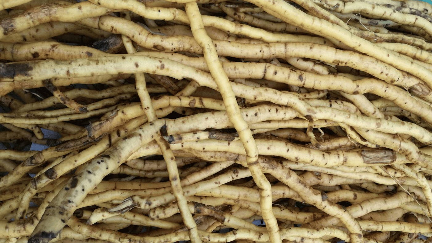 Mulondo medication for cleaning the body